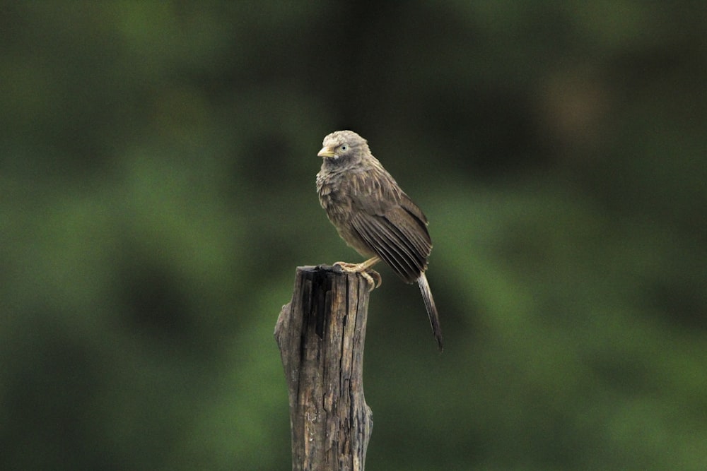 a bird sitting on top of a wooden post