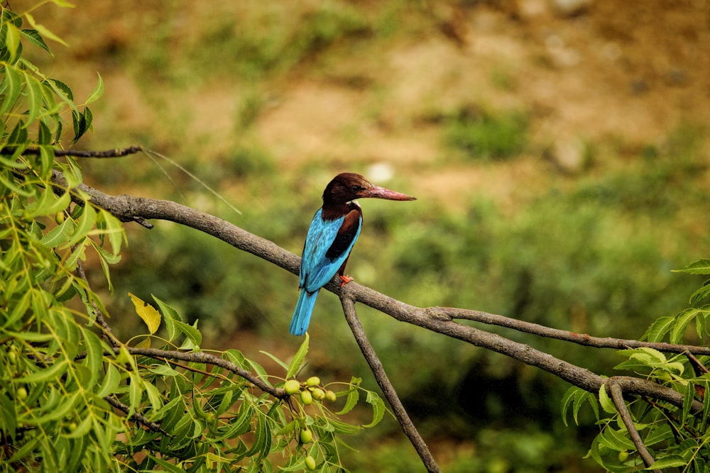 un pájaro azul y marrón sentado en la rama de un árbol