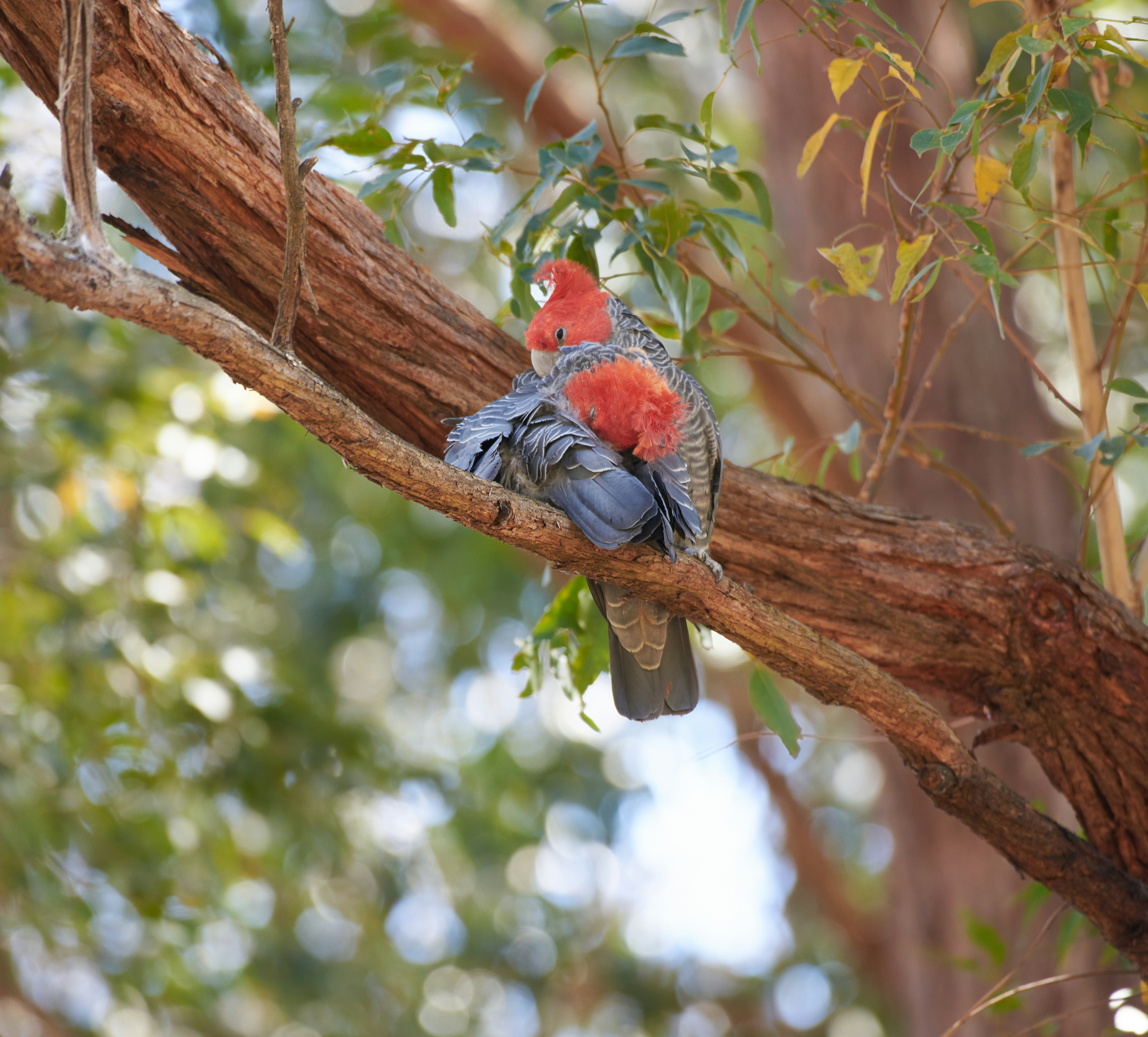 un oiseau à tête rouge assis sur une branche d’arbre