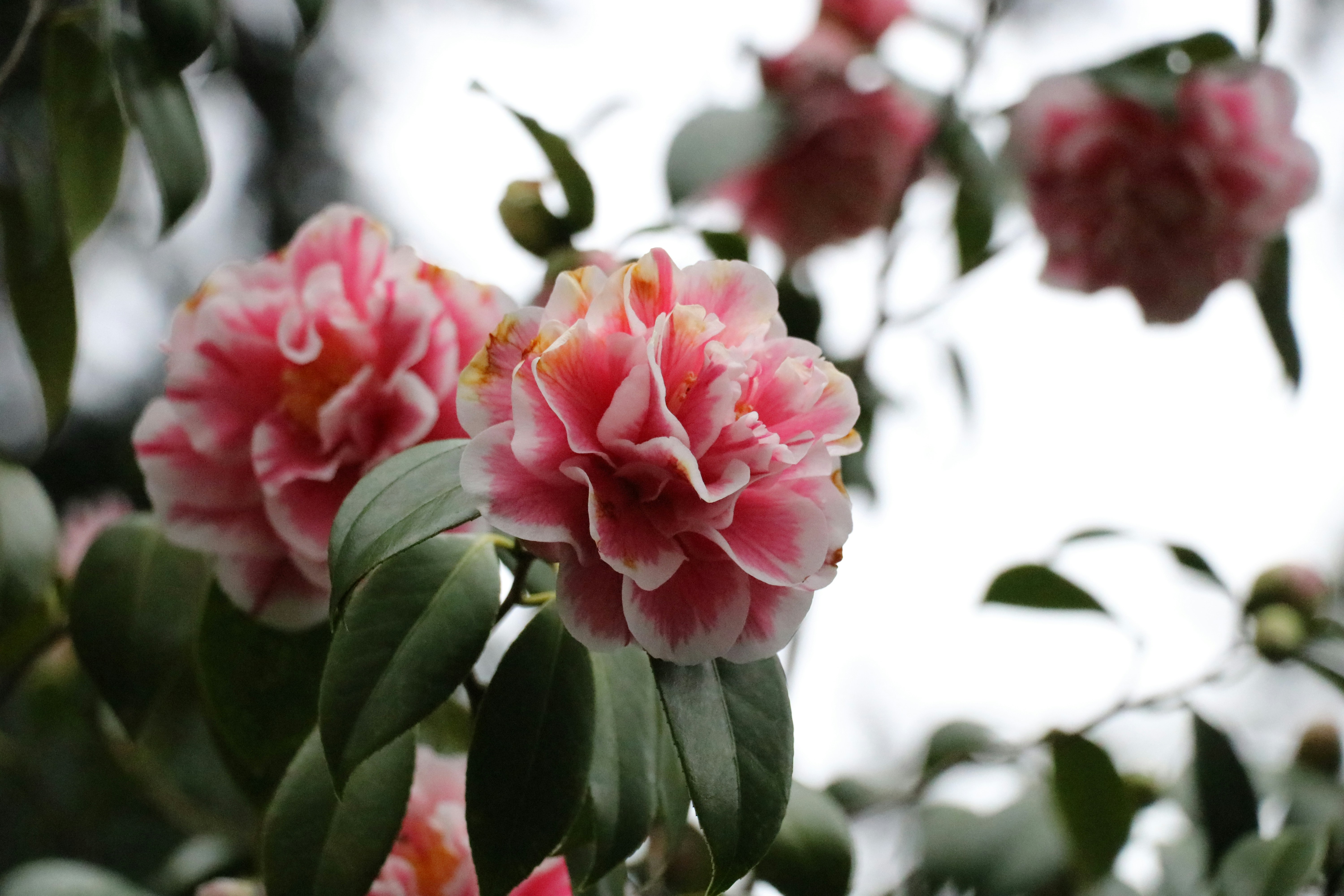 Photo by lokeshlens88