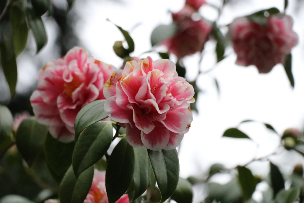 a close up of a pink flower on a tree