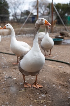 Several geese stand on a dirt ground within a fenced area, with feathers scattered around. The focus is on a white and gray goose at the front, with an orange beak and webbed feet. Other geese are visible in the background, and there is a hose on the ground.