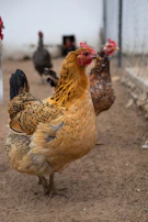A lineup of different game fowl breeds showcasing varied feather patterns and colors.