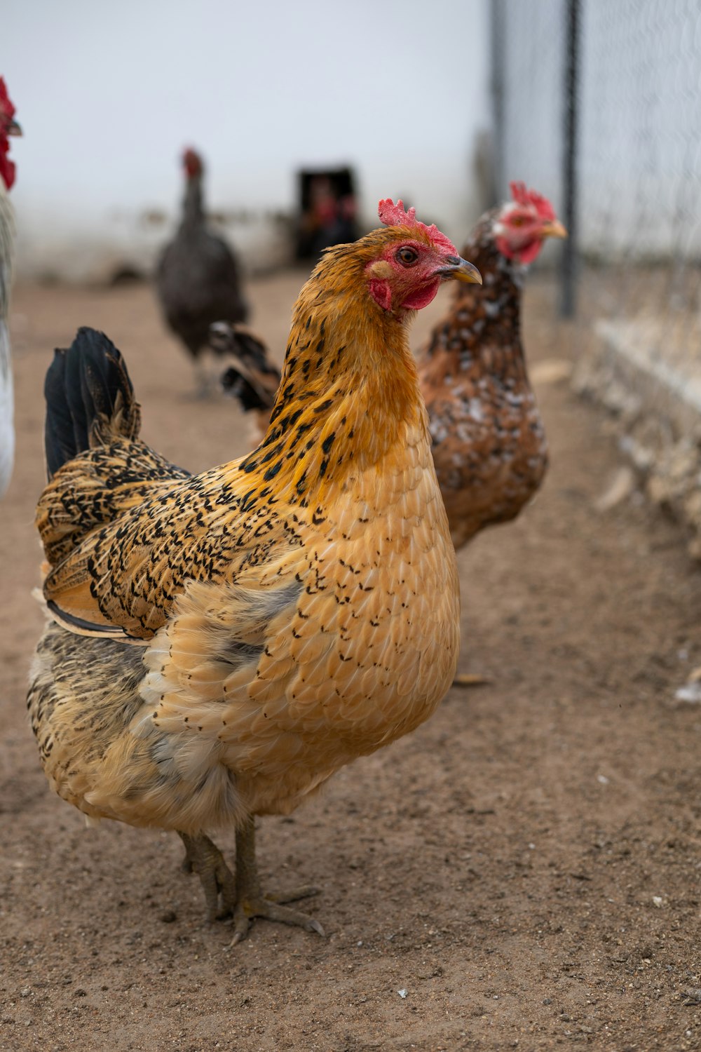 a group of chickens standing on top of a dirt field