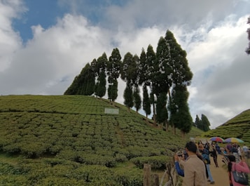 A lush green landscape of a tea plantation with neatly lined rows of tea bushes. Tall coniferous trees rise above the plantation, creating a striking contrast against the cloudy sky. In the foreground, several people are taking photographs, while others are walking along a dirt path. Umbrellas add pops of color, suggesting possible rain or sun protection.