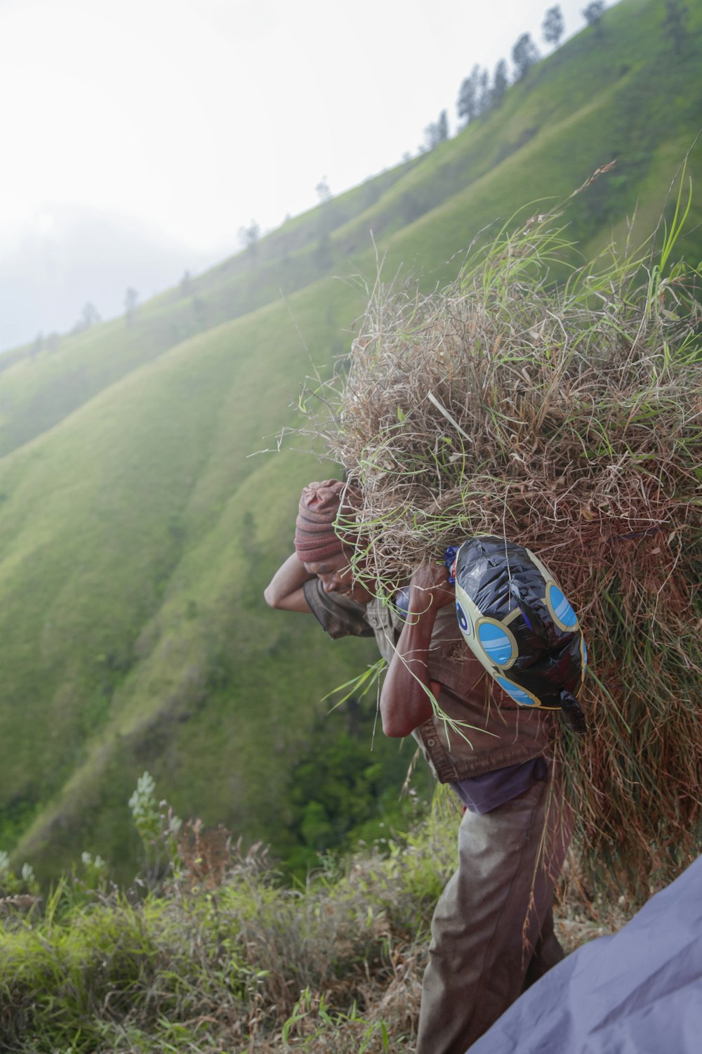 Un hombre cargando una gran pila de hierba en la cima de una exuberante ladera verde