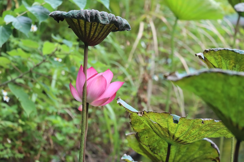 a pink flower with green leaves in the background