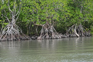 A scenic view of dense mangrove trees growing along a waterbody. The mangrove roots are prominently visible above the water, creating an intricate, web-like pattern. The lush green foliage fills the upper part of the image, while the calm, reflective water occupies the lower portion.