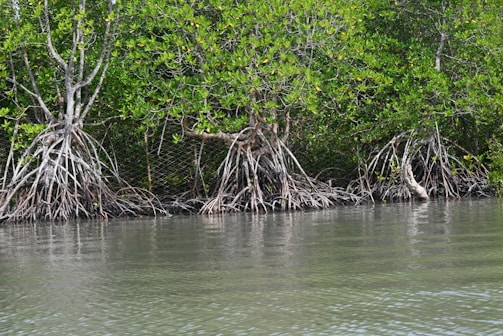 A scenic view of dense mangrove trees growing along a waterbody. The mangrove roots are prominently visible above the water, creating an intricate, web-like pattern. The lush green foliage fills the upper part of the image, while the calm, reflective water occupies the lower portion.