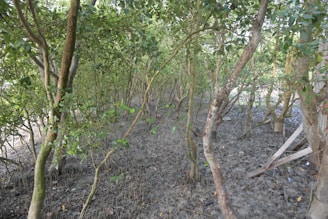 Dense mangrove forest along the coastal area with local fishermen working nearby.