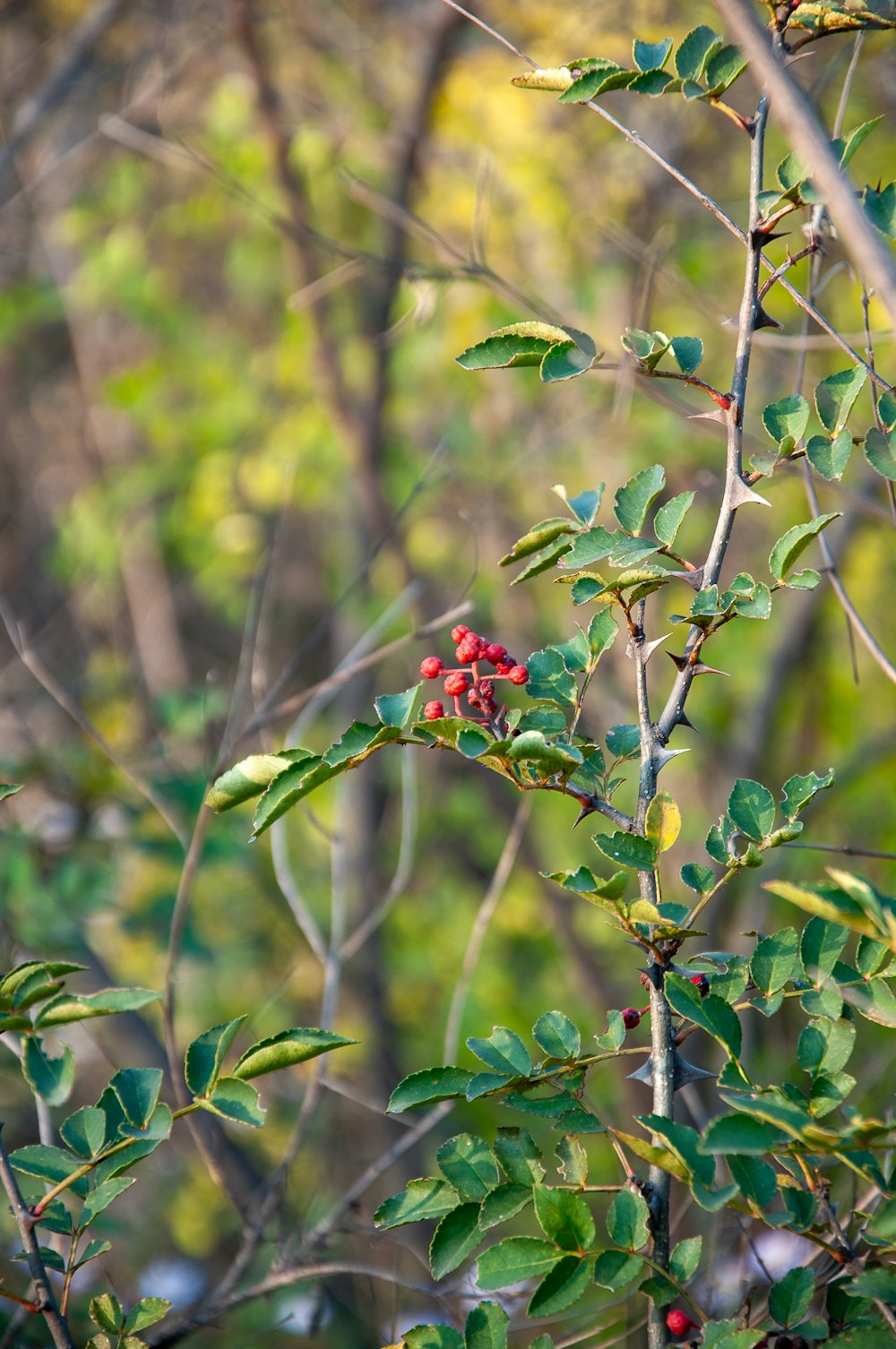 a branch with red berries and green leaves