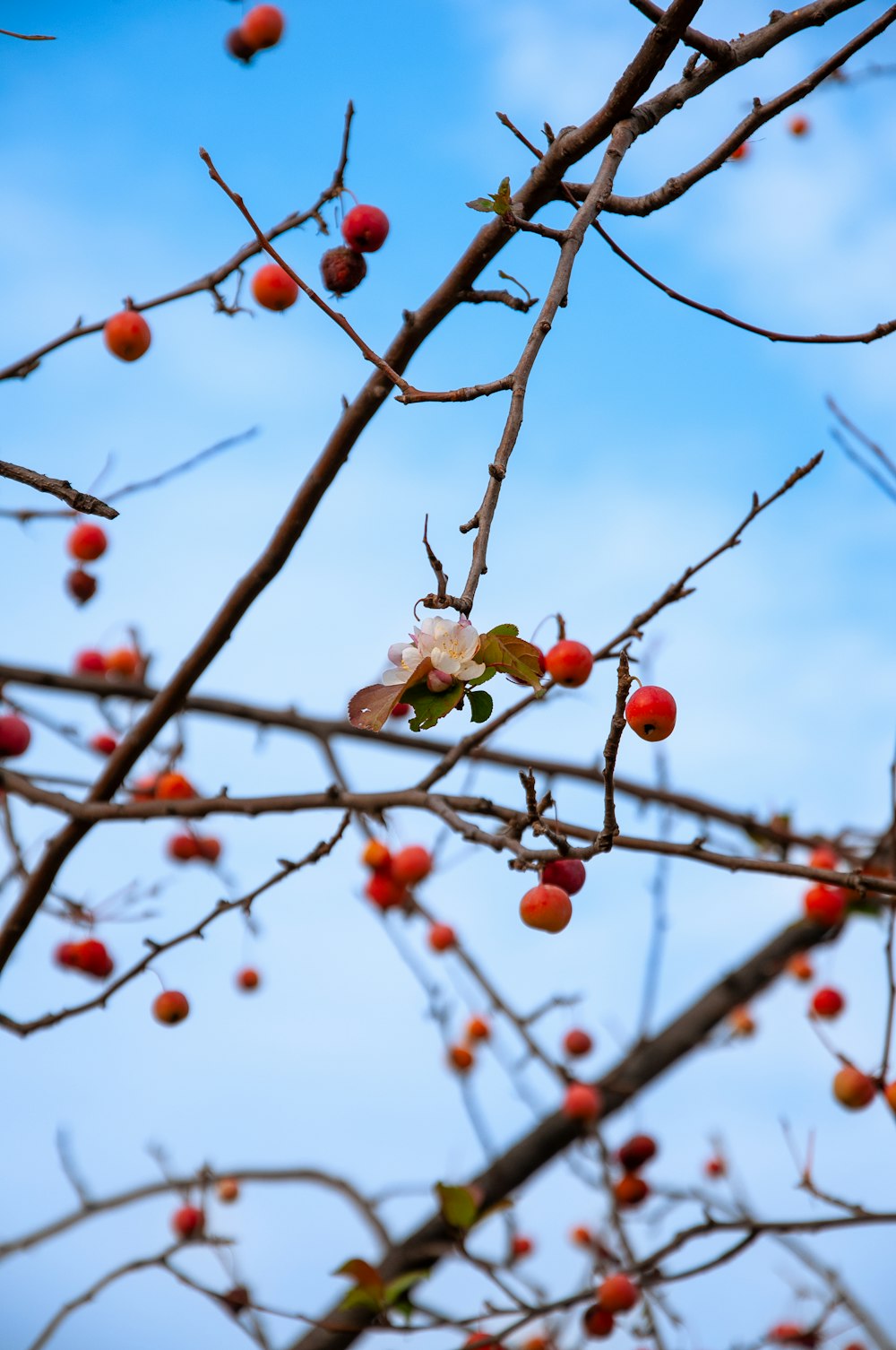 a tree with red berries on it and a blue sky in the background