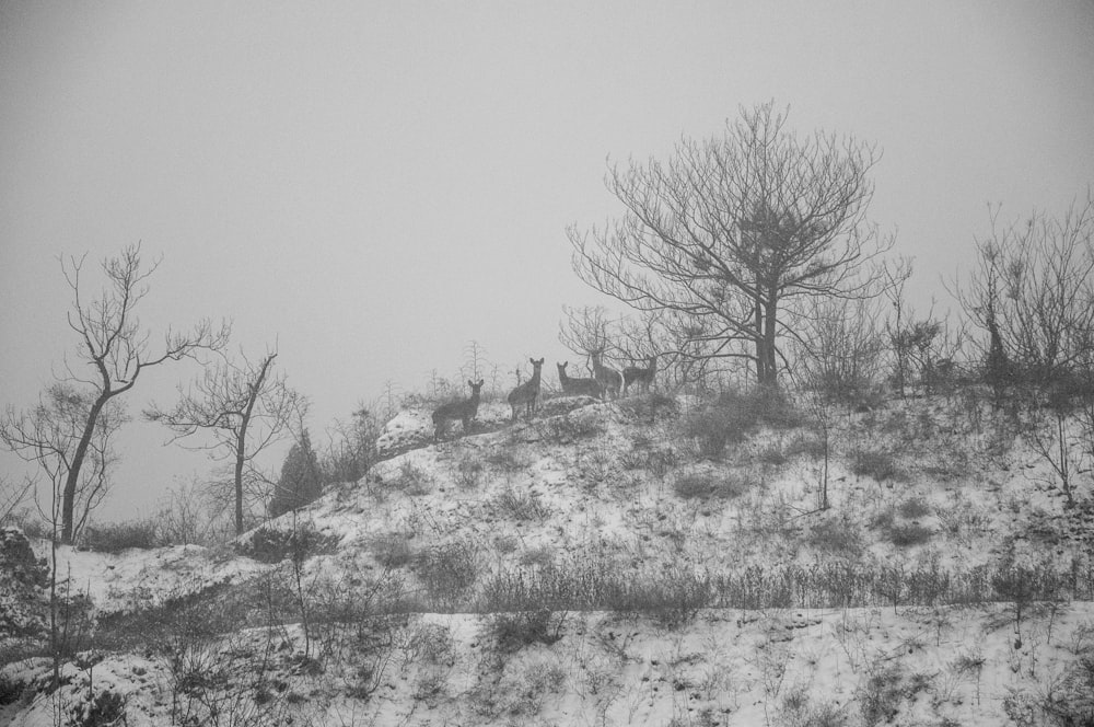 a herd of deer standing on top of a snow covered hillside