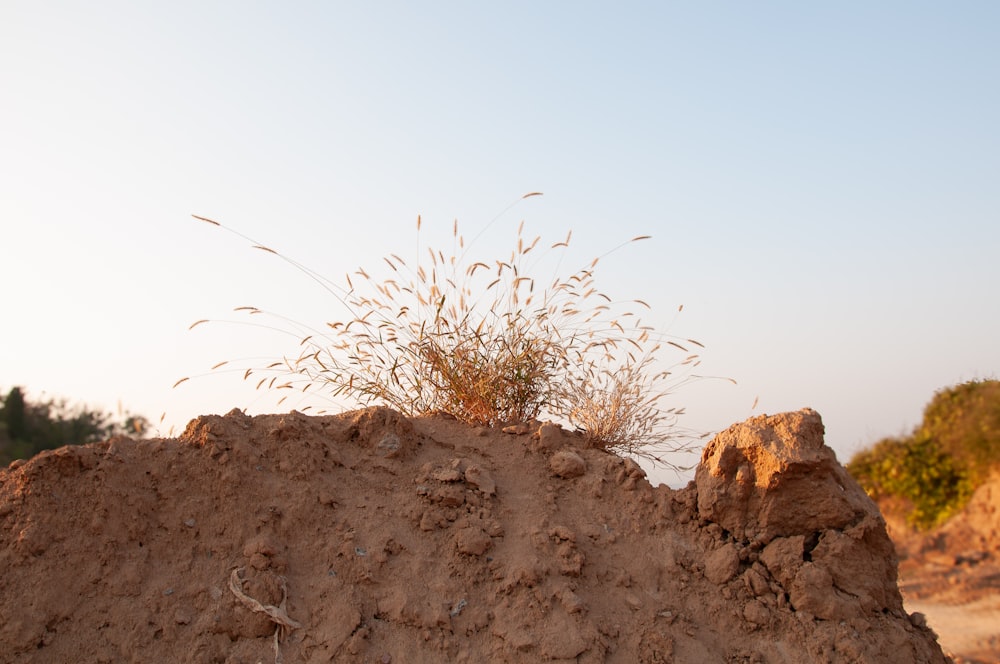 a small plant growing out of a pile of dirt