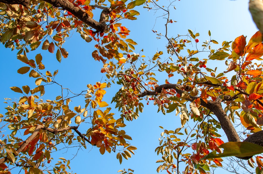 a tree with lots of leaves and a blue sky in the background