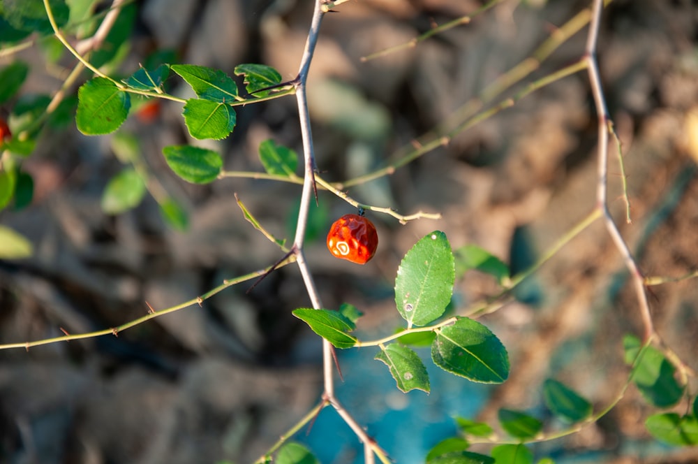 a small red flower sitting on top of a leaf covered tree