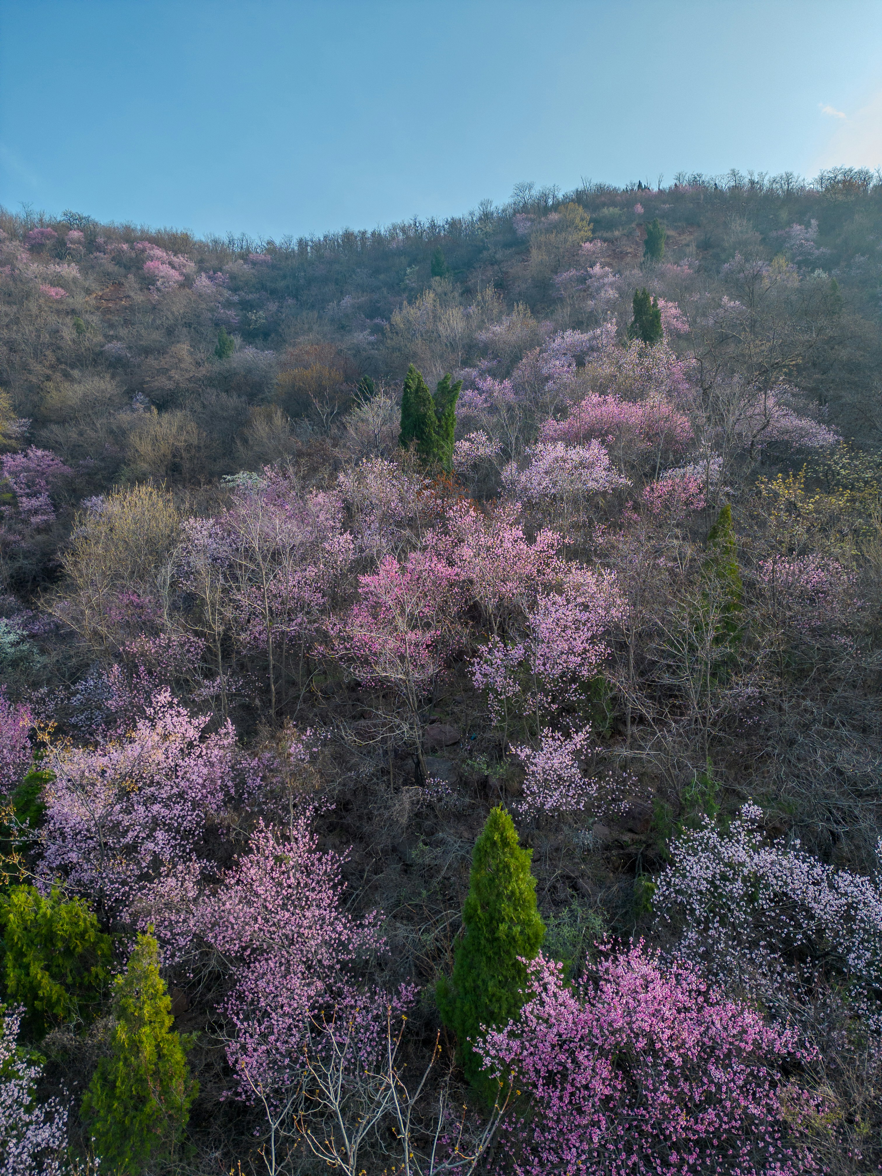 Un bosque lleno de muchos árboles cubiertos de flores moradas foto – Imagen  de Flor gratuita en Unsplash, image size:3000x4000