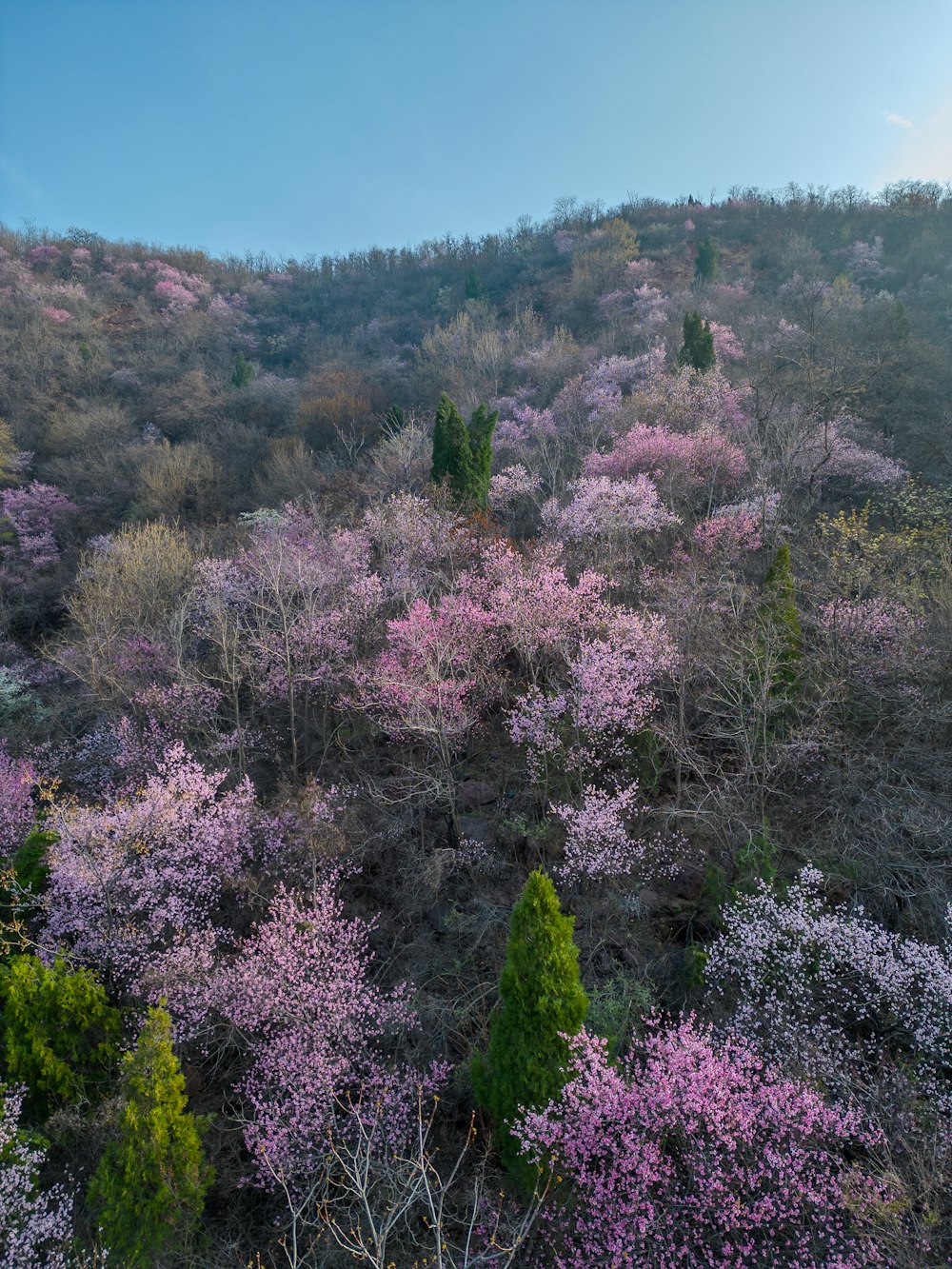 a forest filled with lots of trees covered in purple flowers