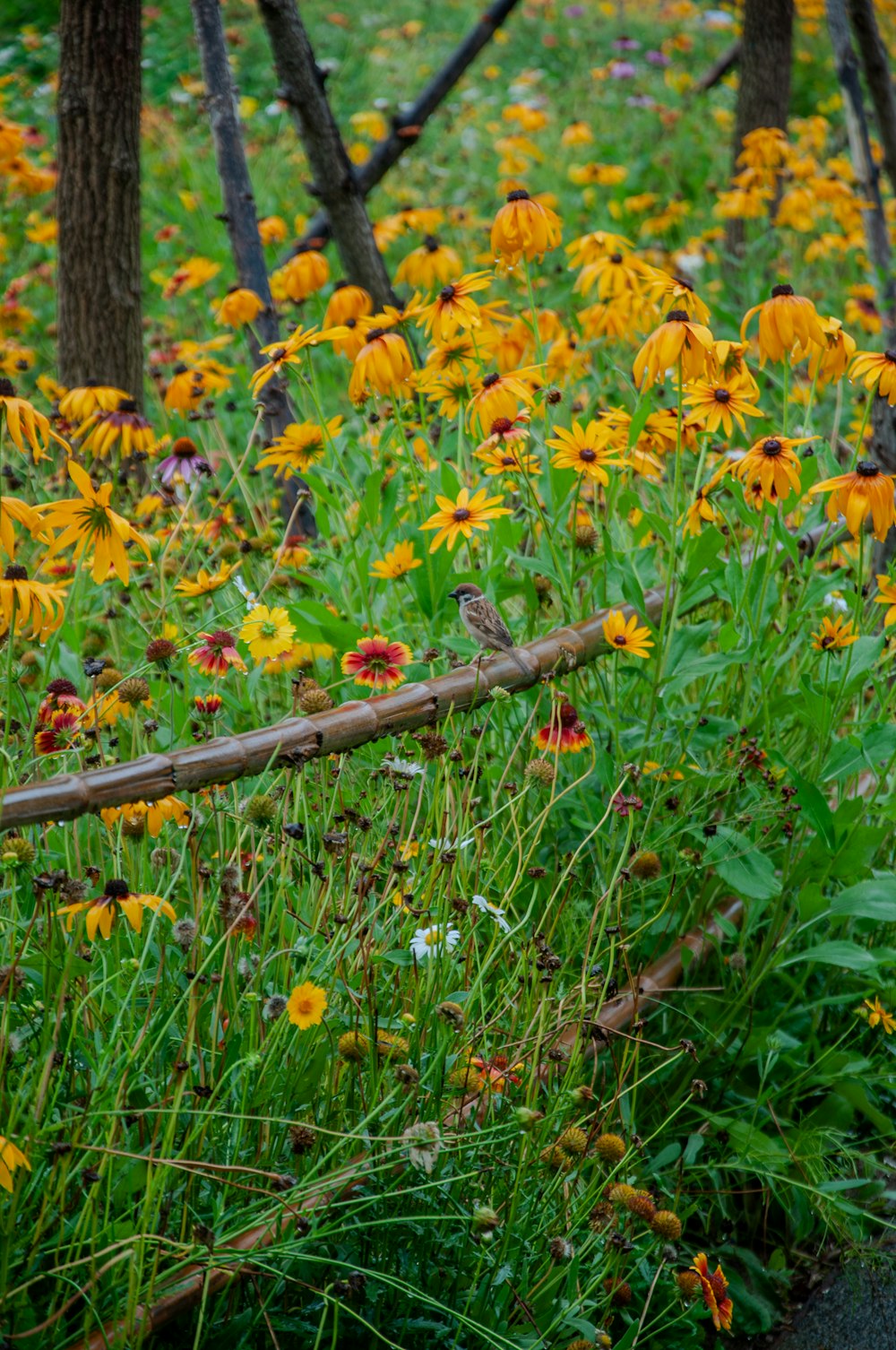 a bunch of flowers that are in the grass