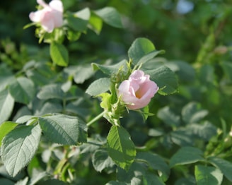 A delicate pink flower blooms among lush green leaves, bathed in soft sunlight. The petals are slightly unfurled, revealing a gentle, serene beauty against a backdrop of dense foliage.