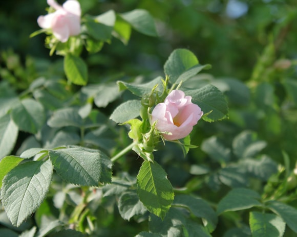 A delicate pink flower blooms among lush green leaves, bathed in soft sunlight. The petals are slightly unfurled, revealing a gentle, serene beauty against a backdrop of dense foliage.