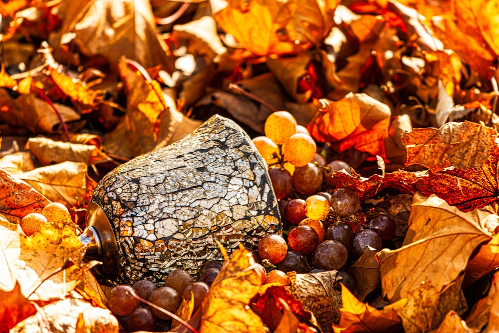 a rock surrounded by autumn leaves and berries
