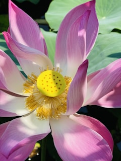 A vibrant lotus flower with bright pink and white petals is in full bloom. The yellow seed pod at the center is surrounded by golden stamens, standing out against the dark green foliage in the background.