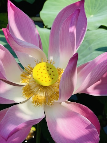 A vibrant lotus flower with bright pink and white petals is in full bloom. The yellow seed pod at the center is surrounded by golden stamens, standing out against the dark green foliage in the background.