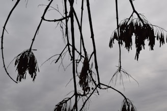 Close-up of a Bradford pear tree branch with wilted leaves under a gray sky.