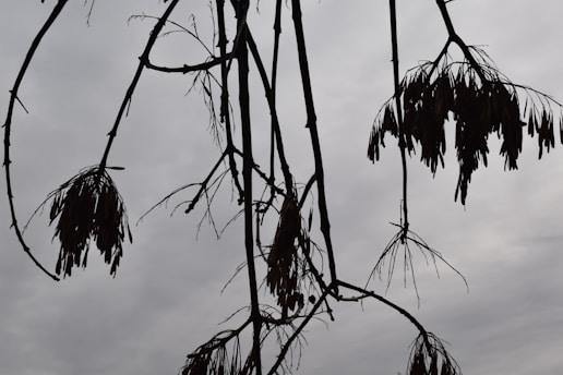 Close-up of a Bradford pear tree branch with wilted leaves under a gray sky.
