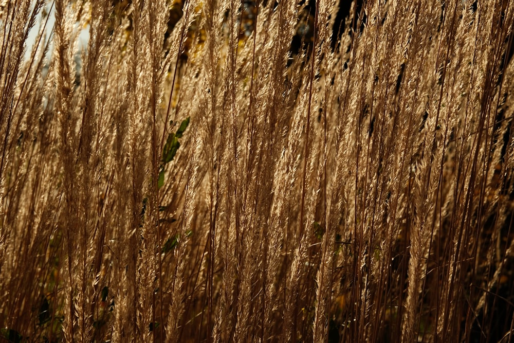 a close up of a bunch of tall grass