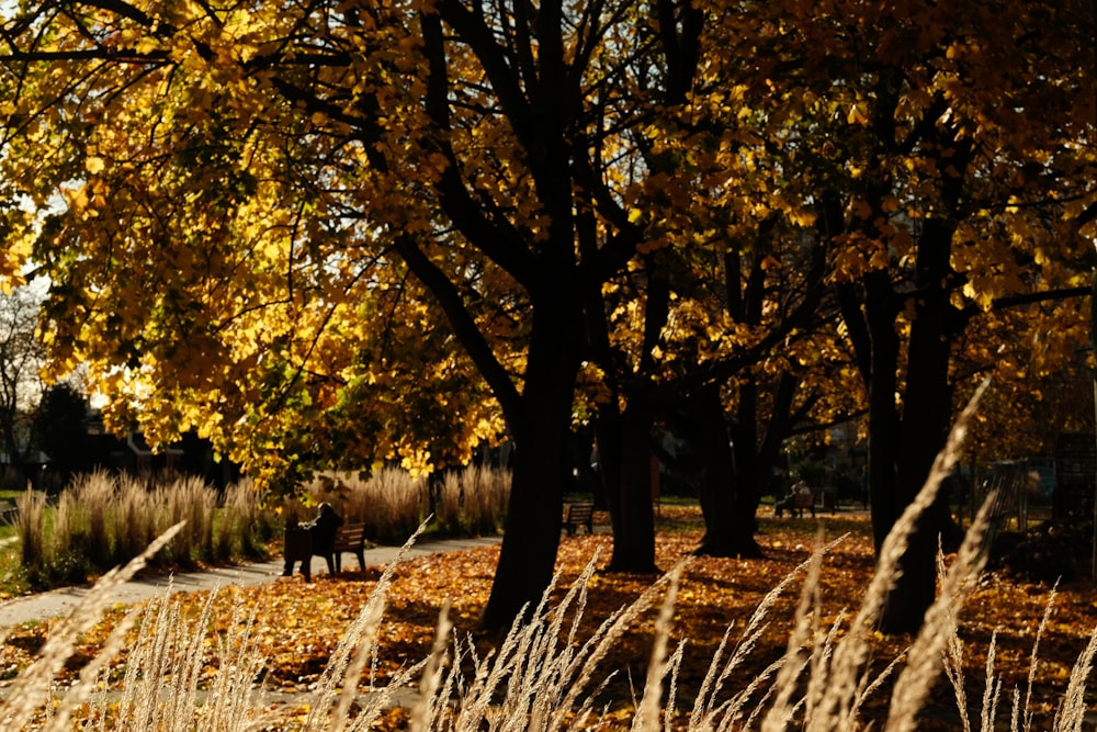 a couple of people sitting on a bench under a tree