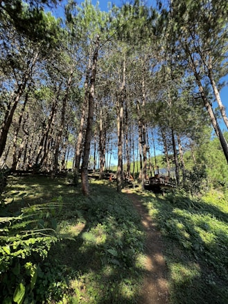A serene forest setting with tall pine trees reaching up to a clear blue sky. Sunlight filters through the branches, creating dappled shadows on the lush green undergrowth. A narrow dirt path winds through the forest, inviting exploration.
