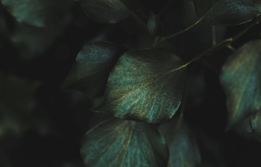 a close up of a green leafy plant