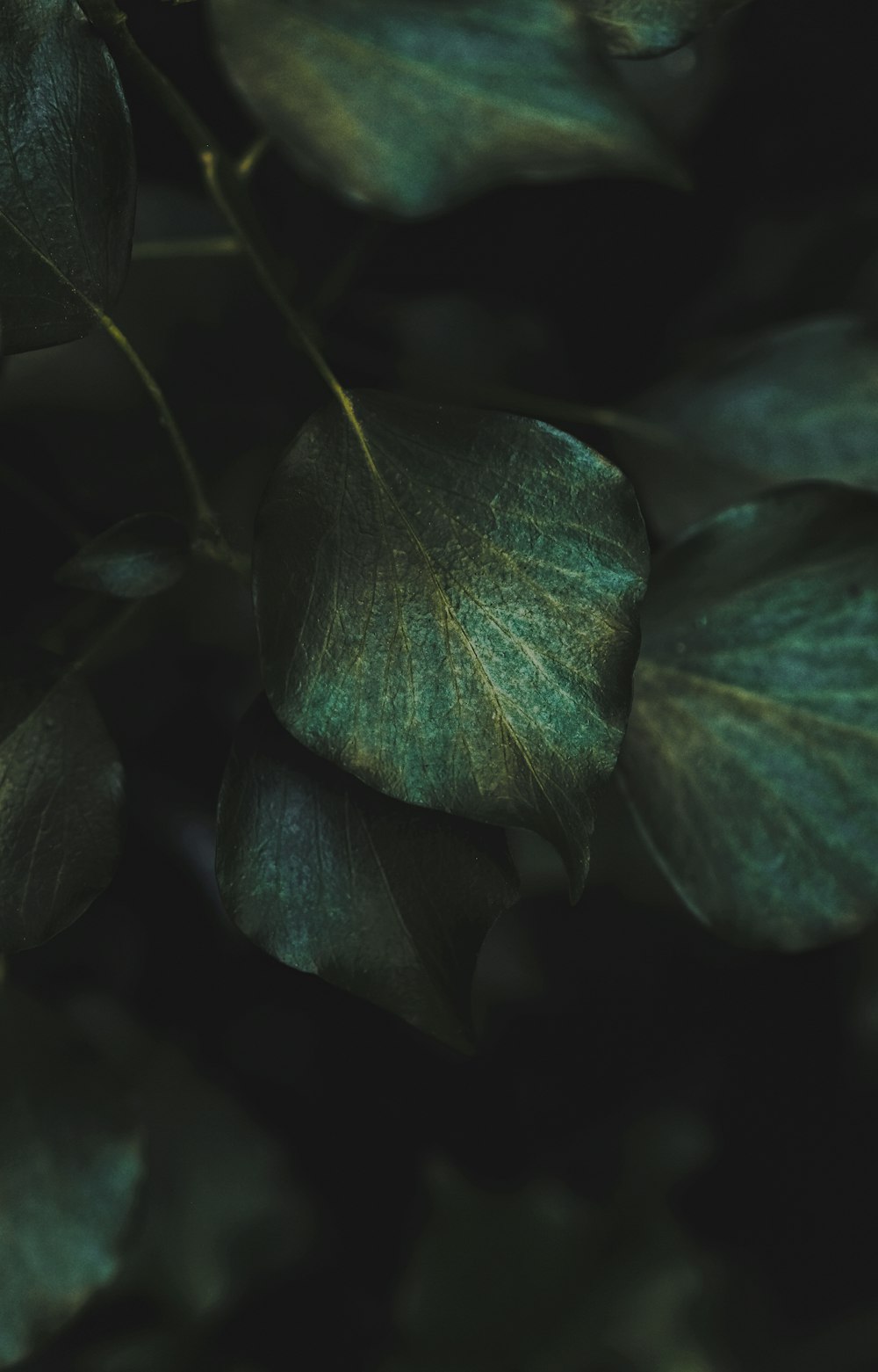 a close up of a green leafy plant