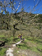 A teacher guiding young students outdoors, surrounded by nature and bright sunlight.