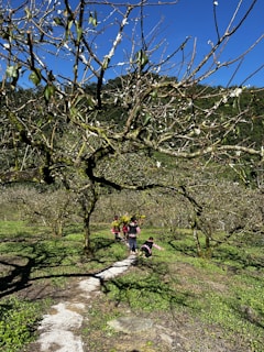 A colorful photo of children planting trees together in a sunny park.