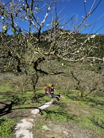 The image features a scenic landscape with leafless trees on a sunny day. A group of children is walking along a narrow path surrounded by grass and trees. The bright blue sky contrasts with the green and brown hues of the trees and ground.