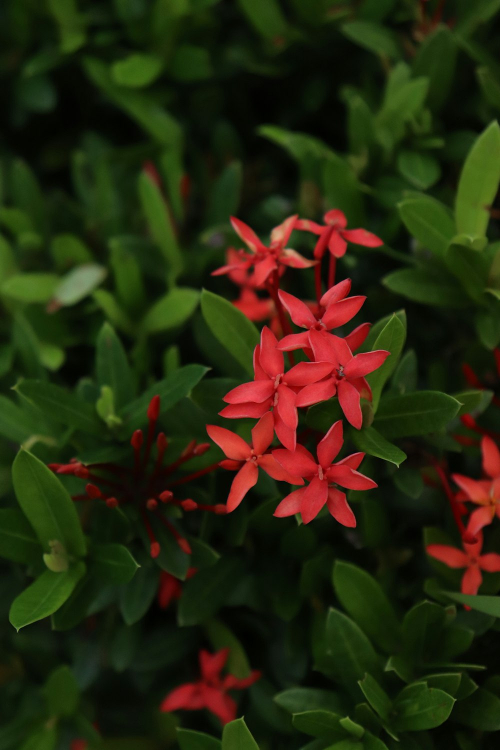 a close up of a bunch of red flowers