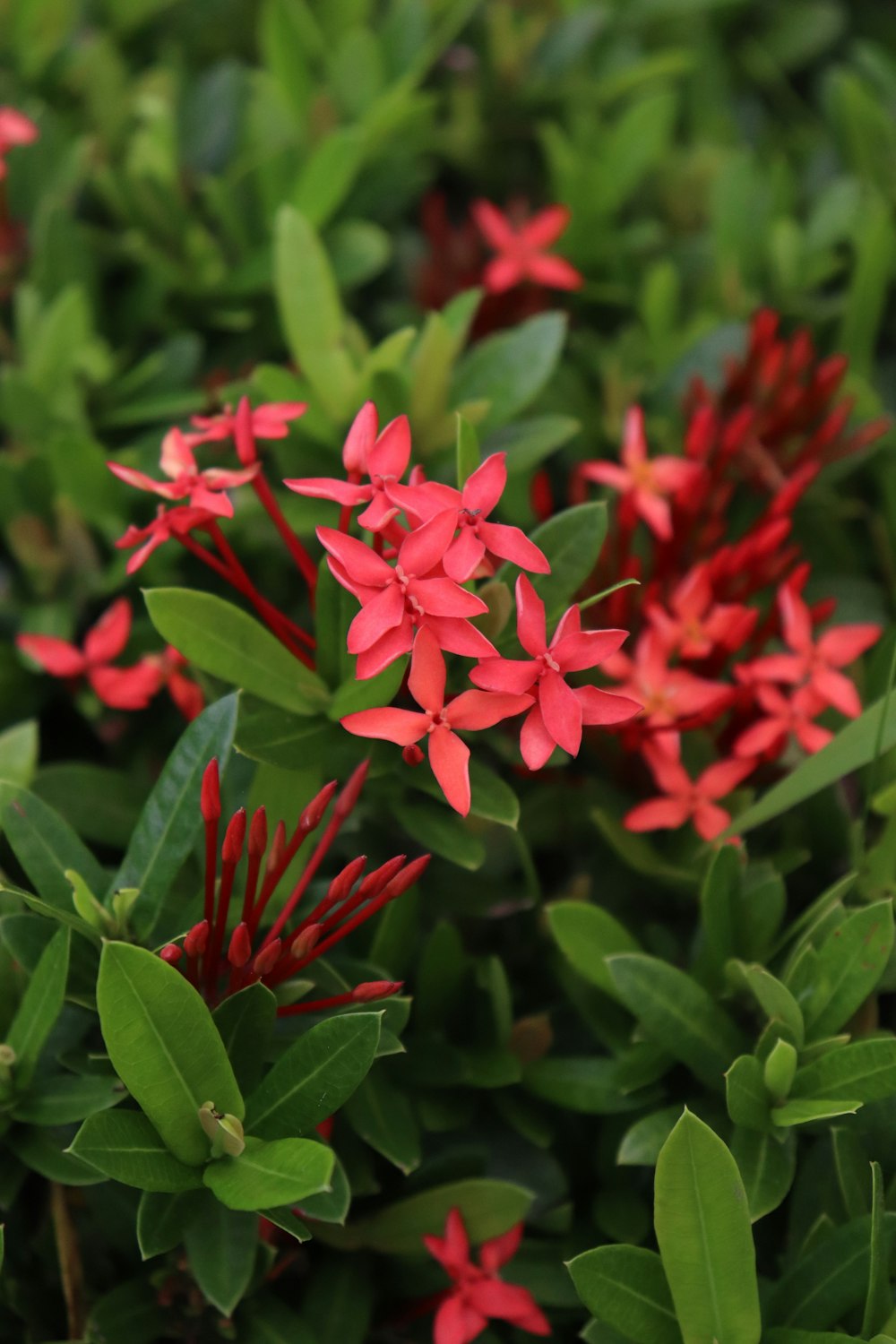 a close up of a bunch of red flowers