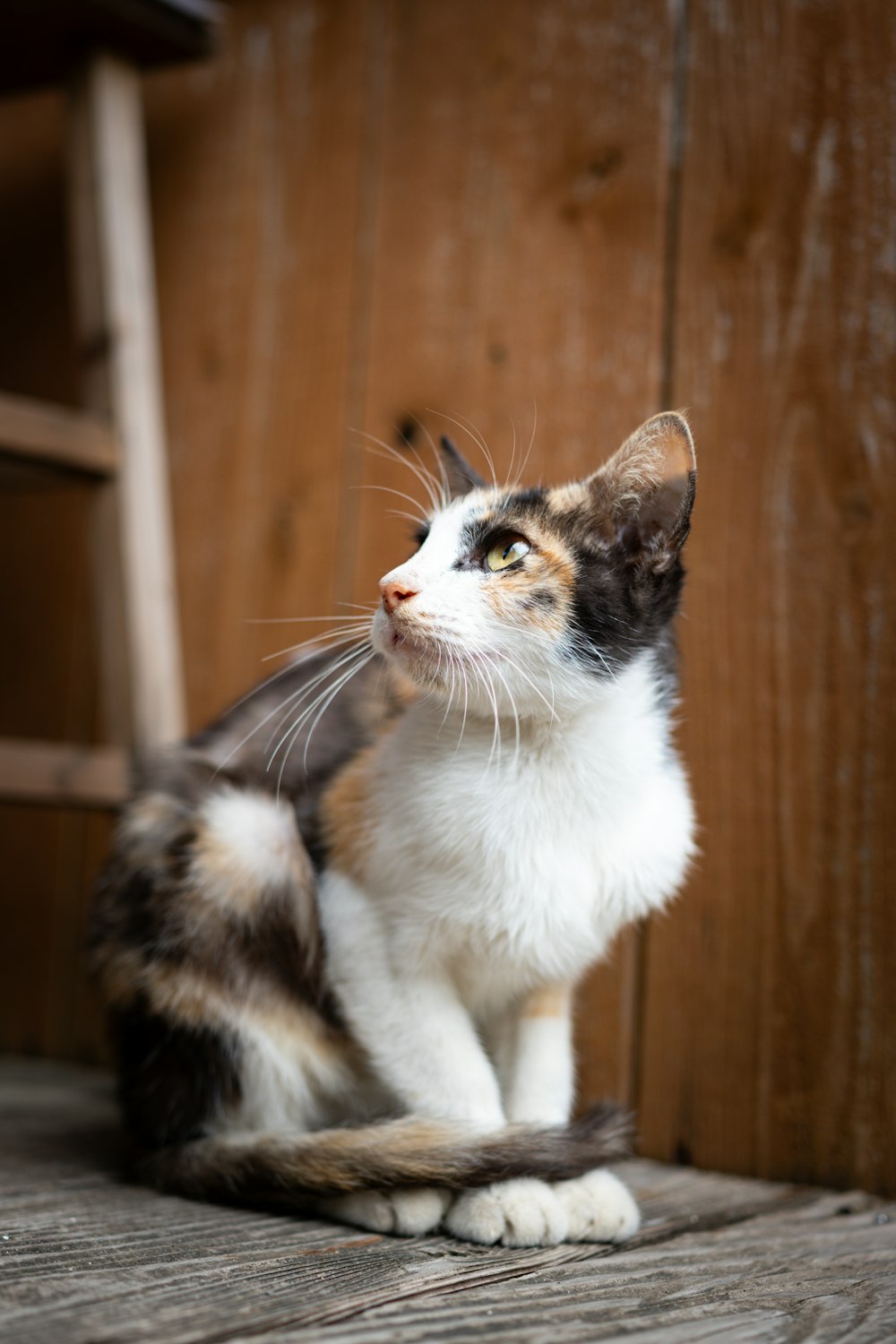 a calico cat sitting on a wooden porch