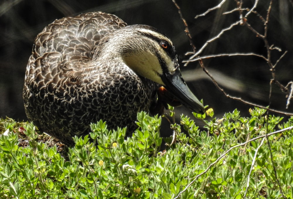 a duck is sitting in a bush with its beak open