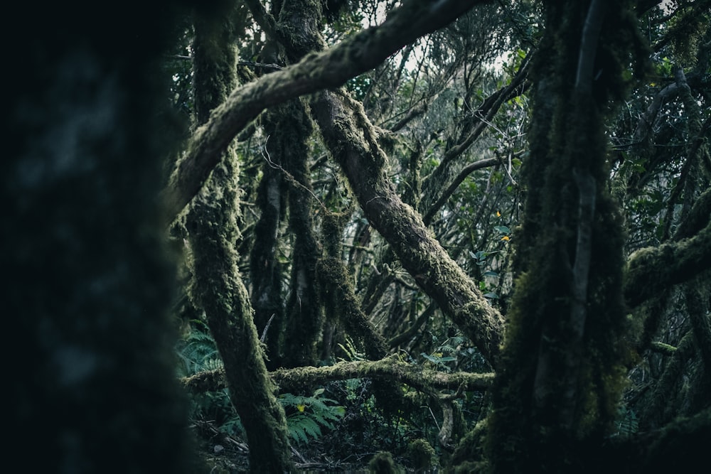 a forest filled with lots of trees covered in moss