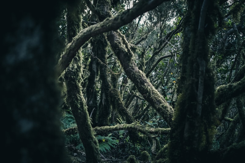 Un bosque lleno de muchos árboles cubiertos de musgo