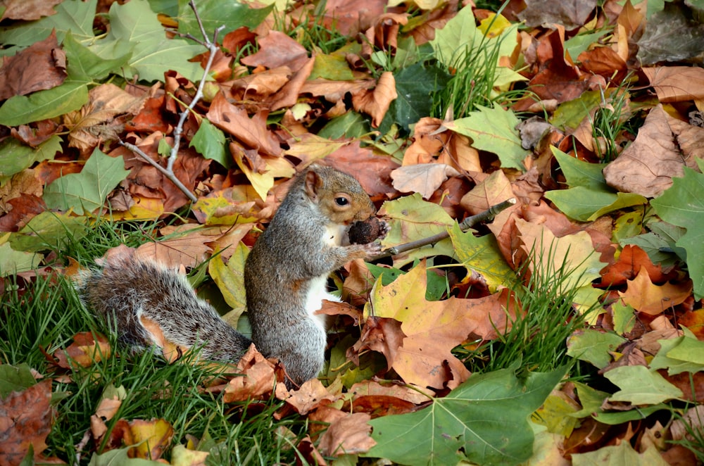 a squirrel standing on top of a pile of leaves