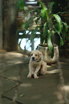 A small dog is sitting on a stone patio next to a large potted plant with long, green leaves. The area is bathed in soft natural light, and the background features a mix of blurred greenery and structural elements.