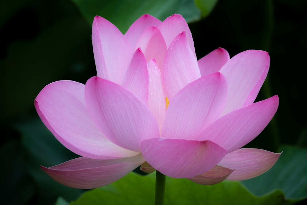 a pink lotus flower with green leaves in the background