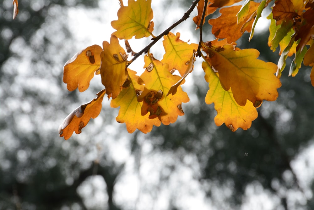 a tree branch with yellow and green leaves