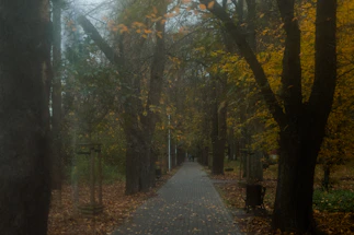 A peaceful city park path lined with gentle autumn leaves, inviting calm and connection.