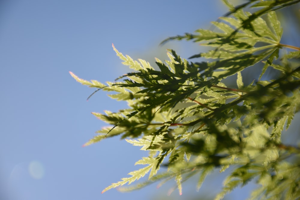 a close up of a green leaf on a tree